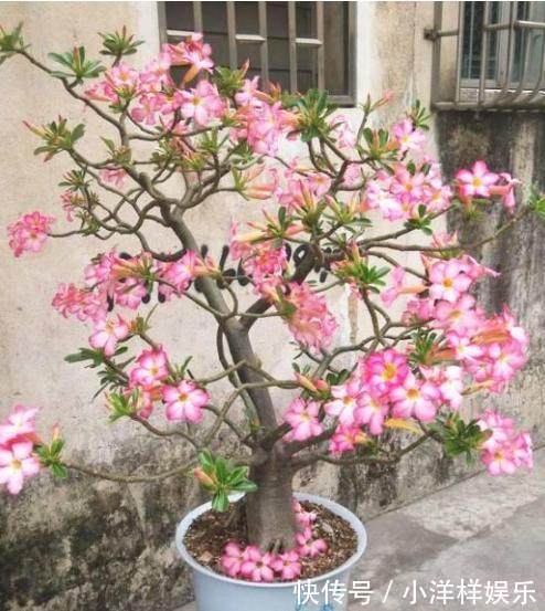 原产地|一个月不浇水都不会死的盆栽花卉,轻松把它养爆盆