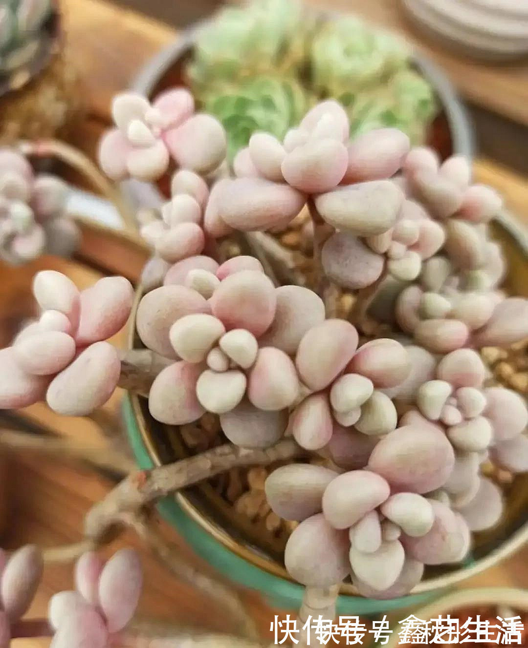 最耐晒的8种多肉,夏天照样疯长不停,呼呼窜成小瀑布