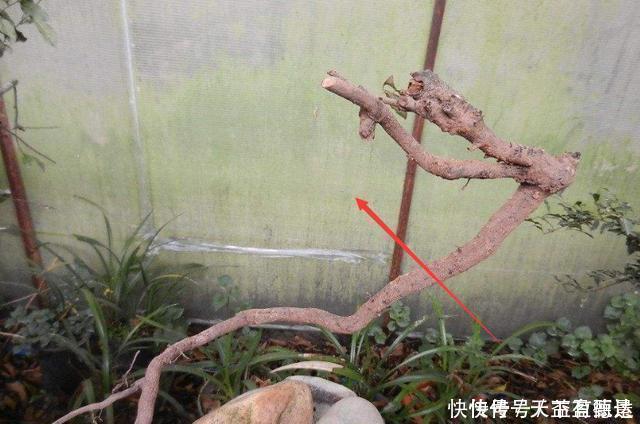 三角梅老根不要丢,4步做成根艺盆景,价值翻倍