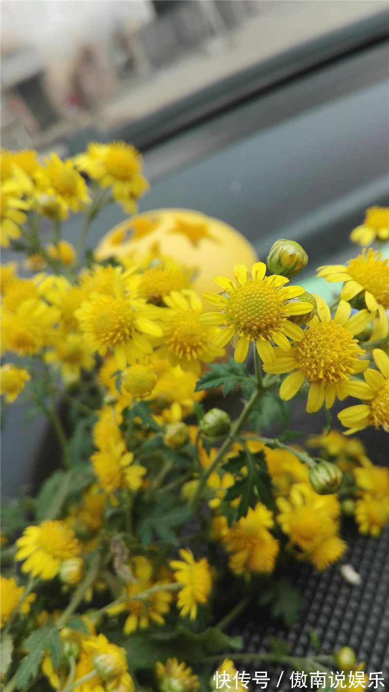 心脑血管|在路边看到这种花，一定要弄回去，不止自己可以吃，还可以卖钱！
