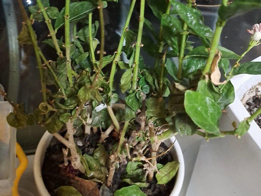 花苞|公认难养的花，养一盆死一盆，从来没有养活过！