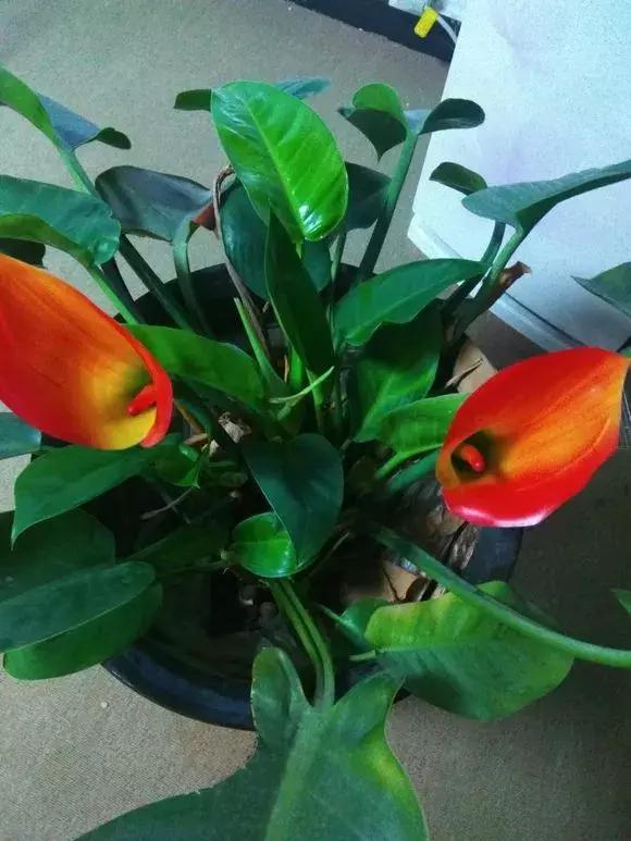 4种花再好看也别买,养不活不值钱,还惹一肚子气!