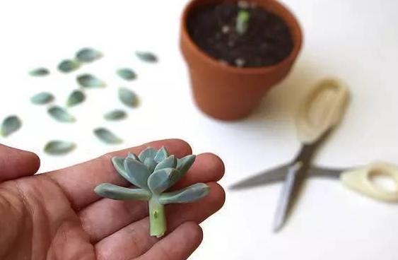 盆栽多肉如何顺利度夏做到少浇水,不砍头、撸叶子就够了