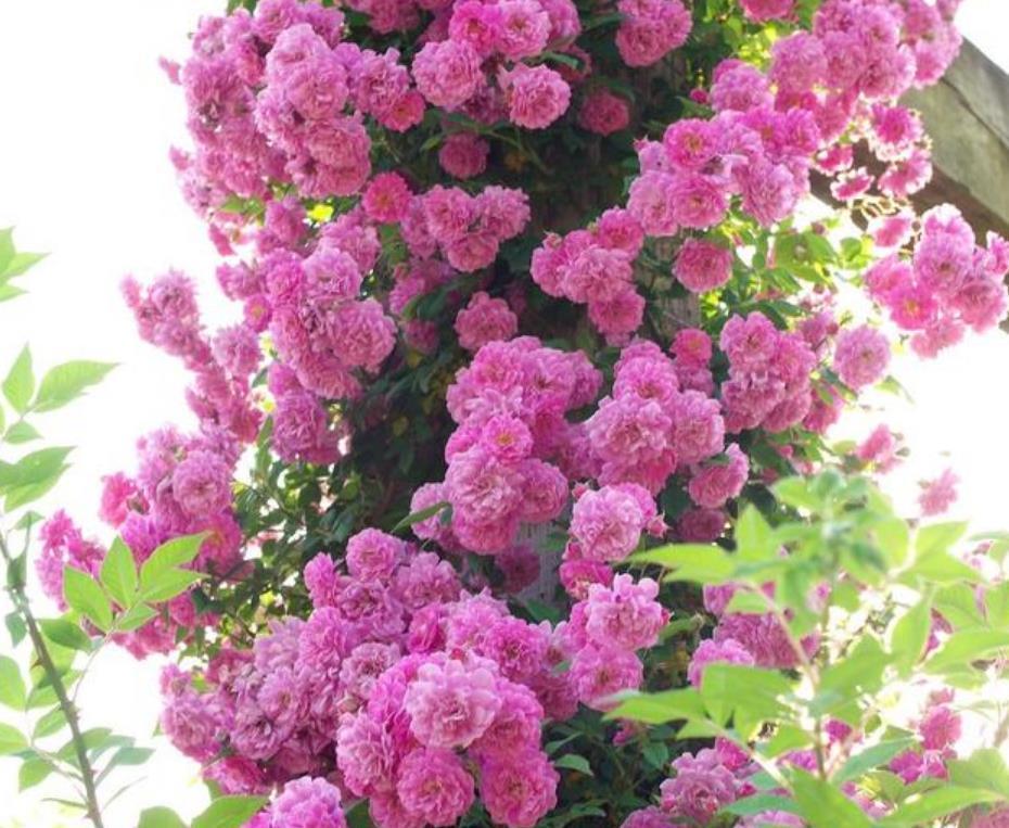 3种花养家里,福旺运旺财更旺,花开不断,还能旺财!