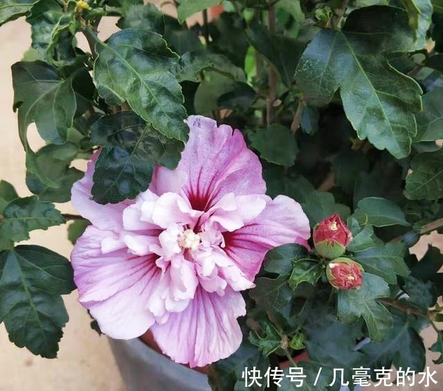 人养花，花亦养人！8种能“吃”的花，漂亮又美味，建议养一盆！