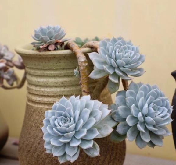 3款高颜值多肉，长势旺易爆头，养成群生小老桩，价值翻倍