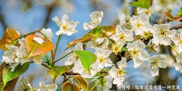 春日乡村芬芳绽放的梨花，洁白的花朵清新动人，靓艳含香的美