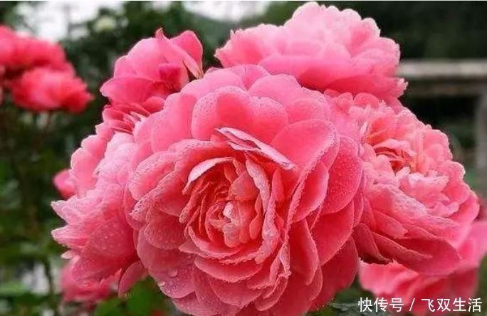 爆盆|四种花常年开花易爆盆,花朵大花期长,比牡丹还美,年年开花美翻