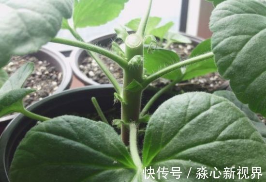 植株|园艺师教你!夏天养花“学1招”,养20天有惊喜,新枝多、开花多