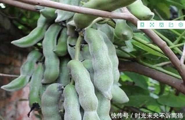 这四种稀有蔬菜,你都见过吗?吃过的请举手!