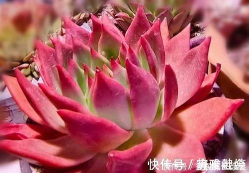 扦插|多肉繁殖,教你2个方法,新芽侧芽一起长,一盆变多盆!