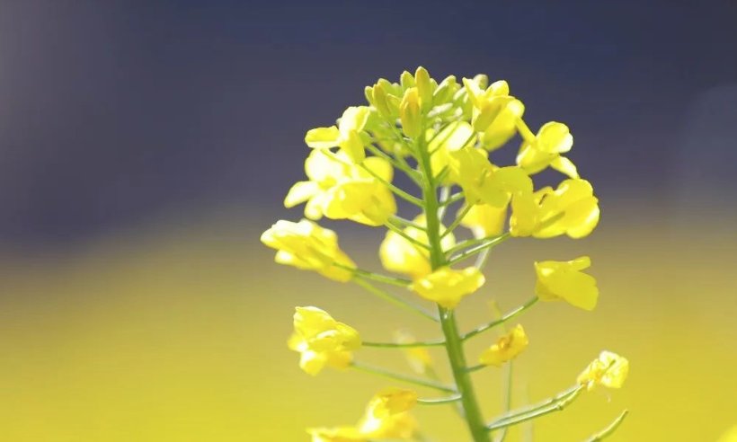 老年|温泉牧羊湖油菜花盛开，牛年第一抹暖色！