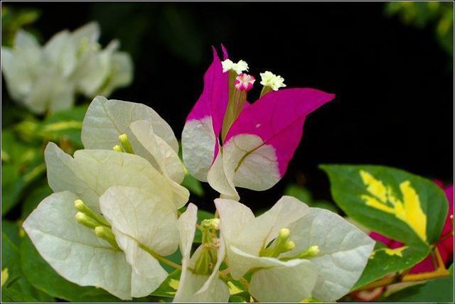 三角梅爆盆的养护技巧,几点是关键,春天早早就开花