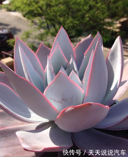 多肉植物|6种经典的薄叶多肉,每一种都仙气十足,好养好看容易出状态