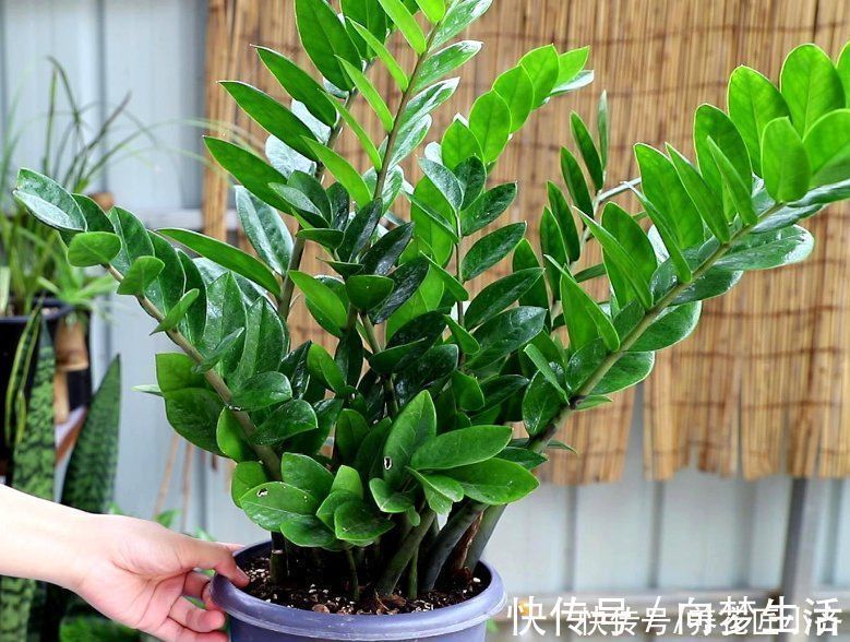 金钱树养不好？要了解它的“根”，浇水施肥掌控好，不烂根不黄叶