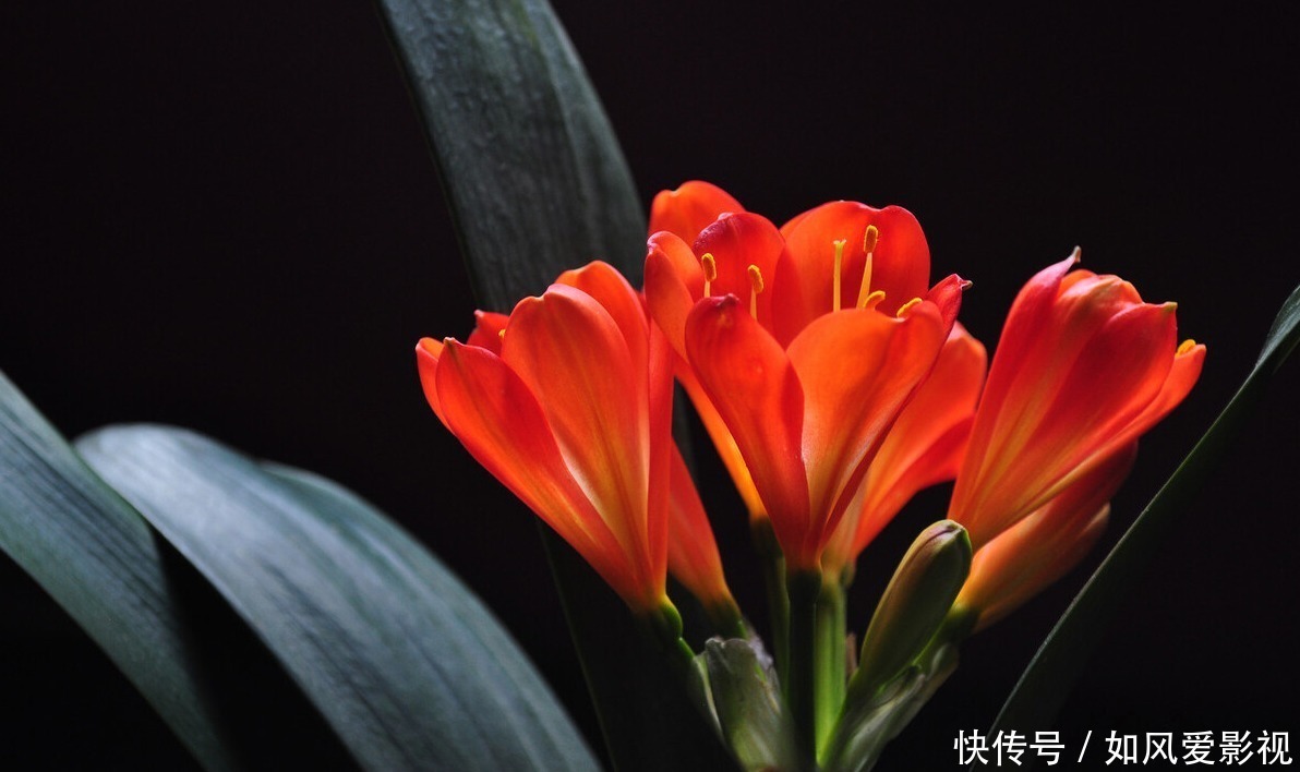 养护|老大爷养君子兰,整整10年,仅靠4种窍门,从幼苗养成富贵花