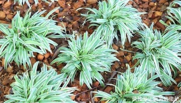 润肺|它是肺部“清洁工”,坚持泡水喝,润肺通便,肺会更“舒服”!