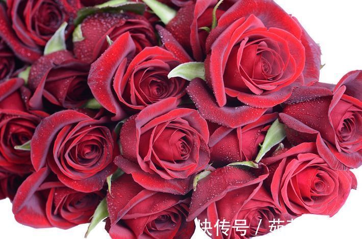 喜欢菊花，不如养盆“精品玫瑰”黑魔术，花开色如黑墨，高贵典雅