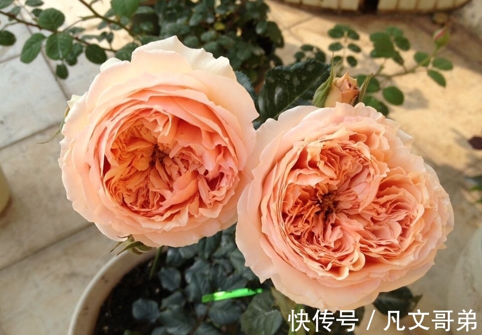 赛牡丹|绿萝早该扔了，此花一开300天，浇水就能活！
