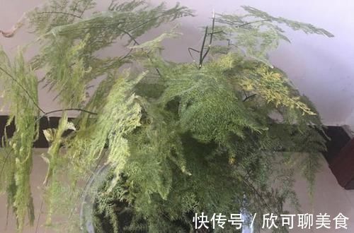 养文竹绿萝,“1种”颗粒撒盆里,叶子油绿一整年,越长越旺