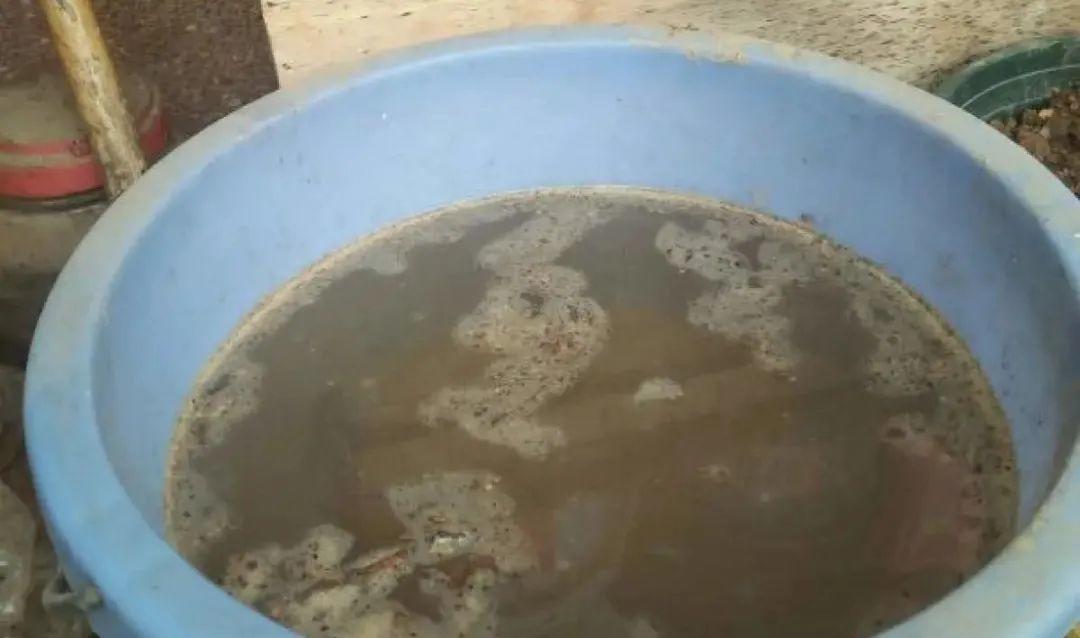 黄叶|给花浇水掺点白醋,植物根比萝卜还粗,健壮不黄叶