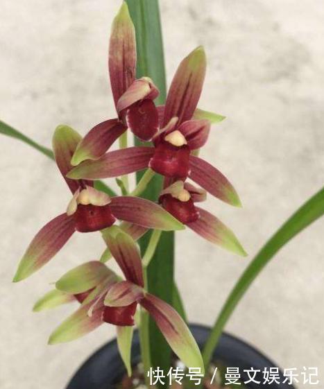 魂兰花|此兰花“一苗难求”，花开有其香，是顶级红素，曾被炒到百万