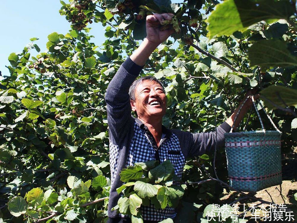  9月堆成山，15元一斤，炒熟后又香又脆，味道不输板栗