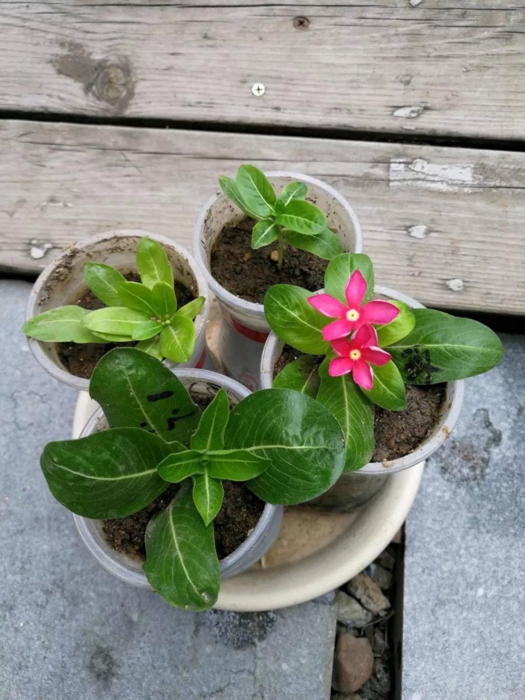 5种花现在插土里,下个月就开花,再热也不怕,别错过了