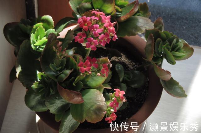 休眠|6种花淋雨就会“烂”,下雨最好放屋里,别忽视