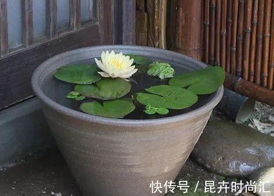 天热阳台该种植什么花?15种''抗晒''植物,盆栽赏花不犯愁
