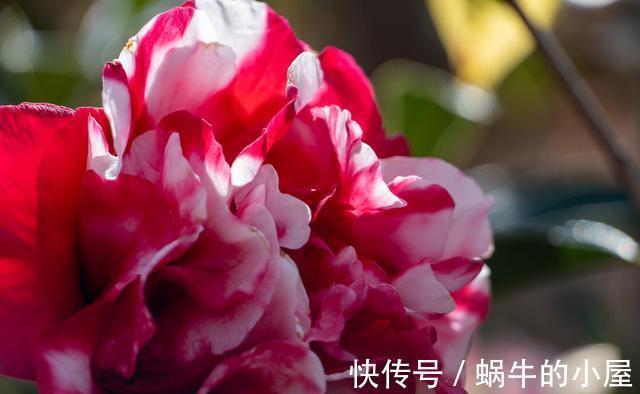 花期|盆栽茶花老是养不好,选择品种有技巧,试试以下经典的茶花品种