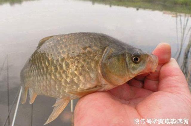 怪不得老钓手从不买饵,原来这3种东西才是大板鲫的最爱,服了