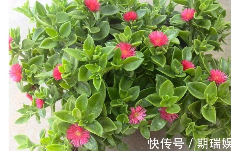 以下几种花卉植物,随便插个叶子就能活,适合懒人养植!