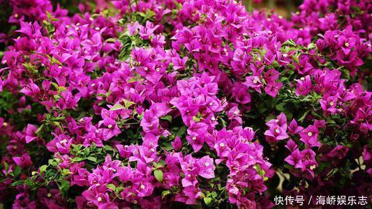 小花|三角梅盆景开花落败，抓紧时间修剪一番，再次开花很简单