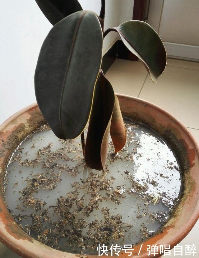 养花土壤别乱用,加上3种东西,肥力足了,几年不用换盆