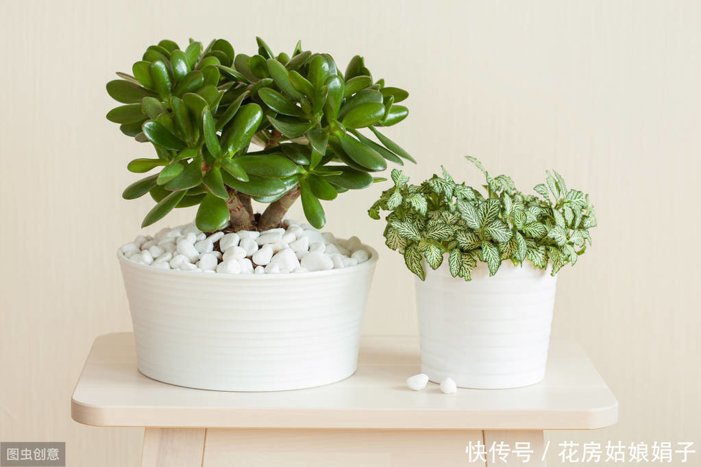 巴西|这6种花,30天不浇水也没事,只需要有散射光,就能活的很好