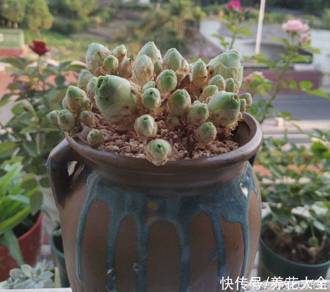 天热|养花换个方法,长得更旺,养花杀手必看