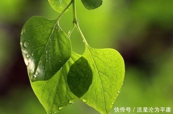 薄荷叶|《长安十二时辰》中张小敬为何常嚼薄荷叶?唐朝有吃叶子的习惯?