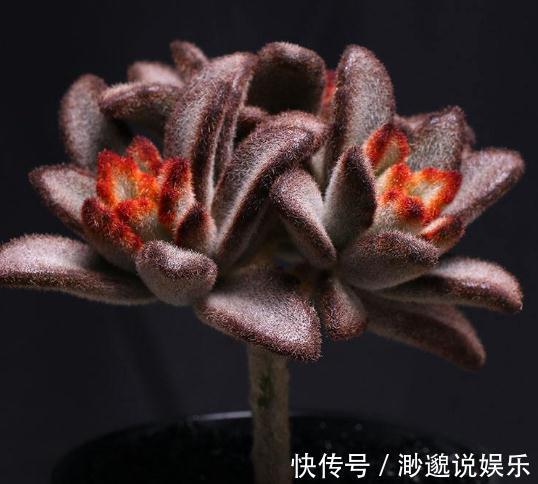 观赏价值|3种“多肉”，靠一杯水活“大半年”，没有光，照样叶肥、花儿多