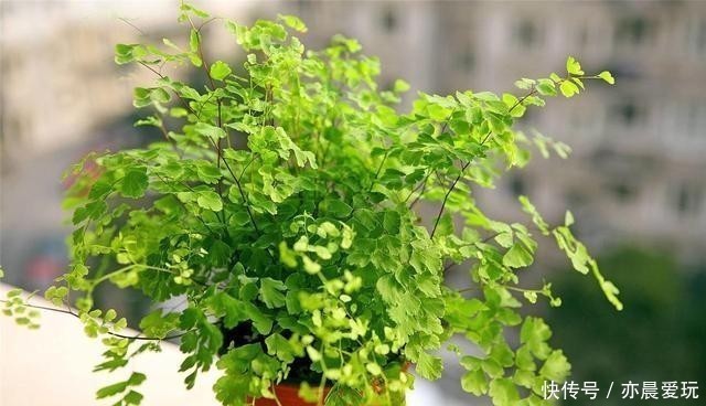 这4种花是出了名的水罐子,给点水就能长,水越多越好