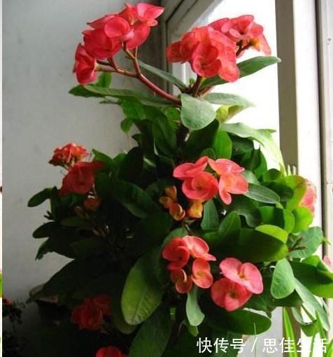 这10种花超级怕冷，再不搬进屋，小心只剩下盆了