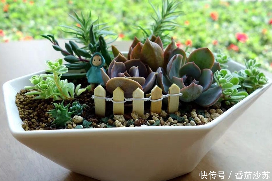 举动|5月,初遇暴雨后,盆栽多肉马上采取3项举动,一个都少不了