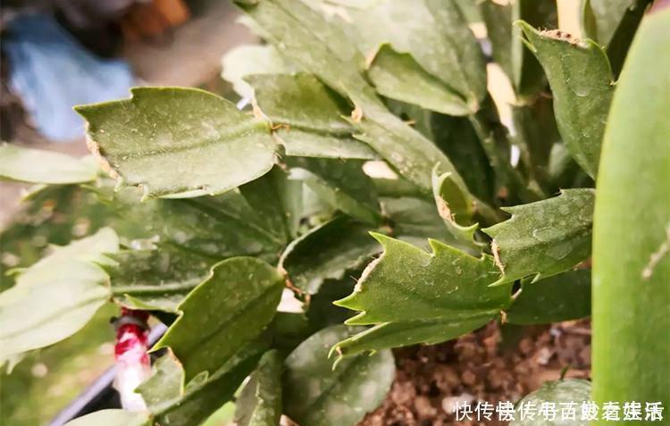 蟹爪兰叶子|蟹爪兰叶子“打焉”,用这个“小方法”,叶片肥厚,长势更旺