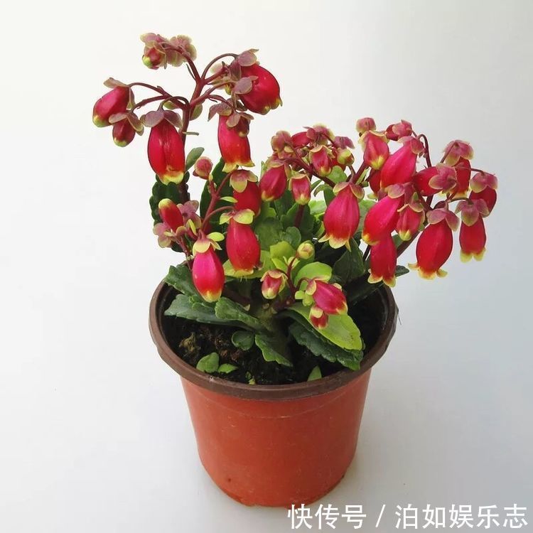 胭脂|喜欢玫瑰，不如养盆“精品玫瑰”皇家胭脂，四季开花，芳香袭人！
