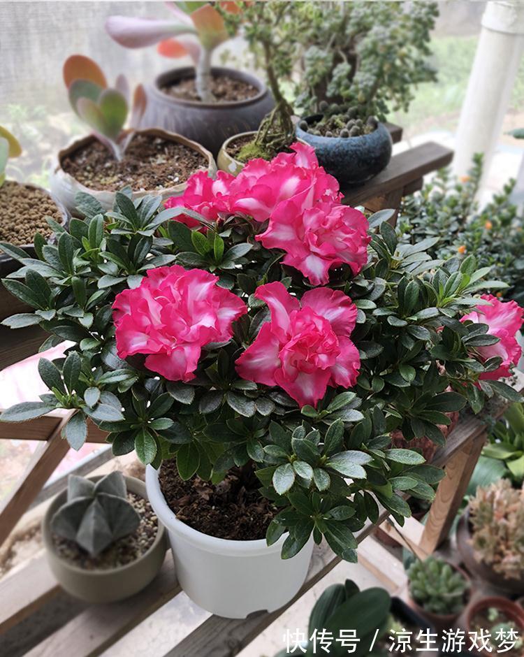 新买的杜鹃，记住4点，不黄叶不落叶，盆盆都能开爆