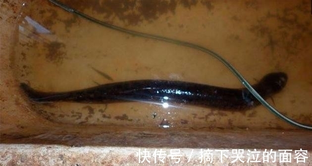 这东西|男子以为自己钓得鳗鱼，抓上岸一看却两眼发直，它竟长了这东西！