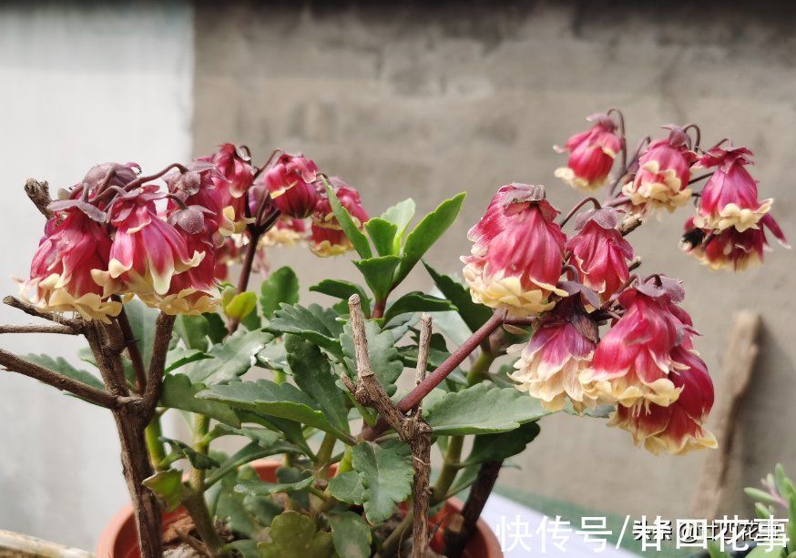 它的花像红灯笼,是年宵花“新宠”,现在养一盆,春节开花到五一