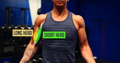 手肘|推肩一套省时、高效的肱二头训练！