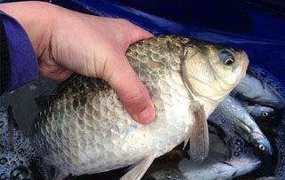 不用蚯蚓和红虫，晚春用这三种“民间配方”上的都是大鲫鱼