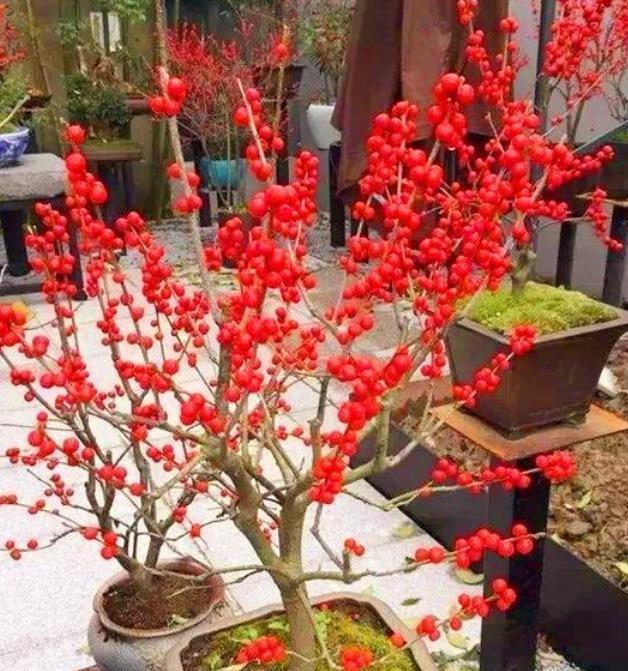 几款花卉便宜又好养，花型圆滚惹人爱，幽香暗淡，值得拥有